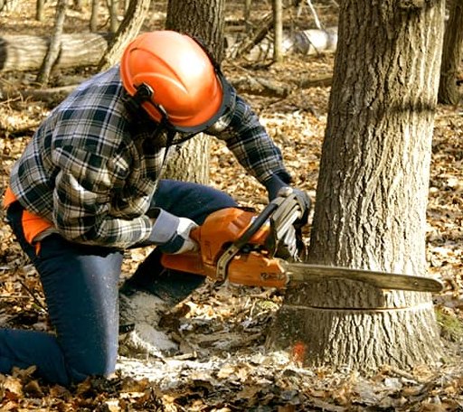 Tree Removal in Bee, VA
